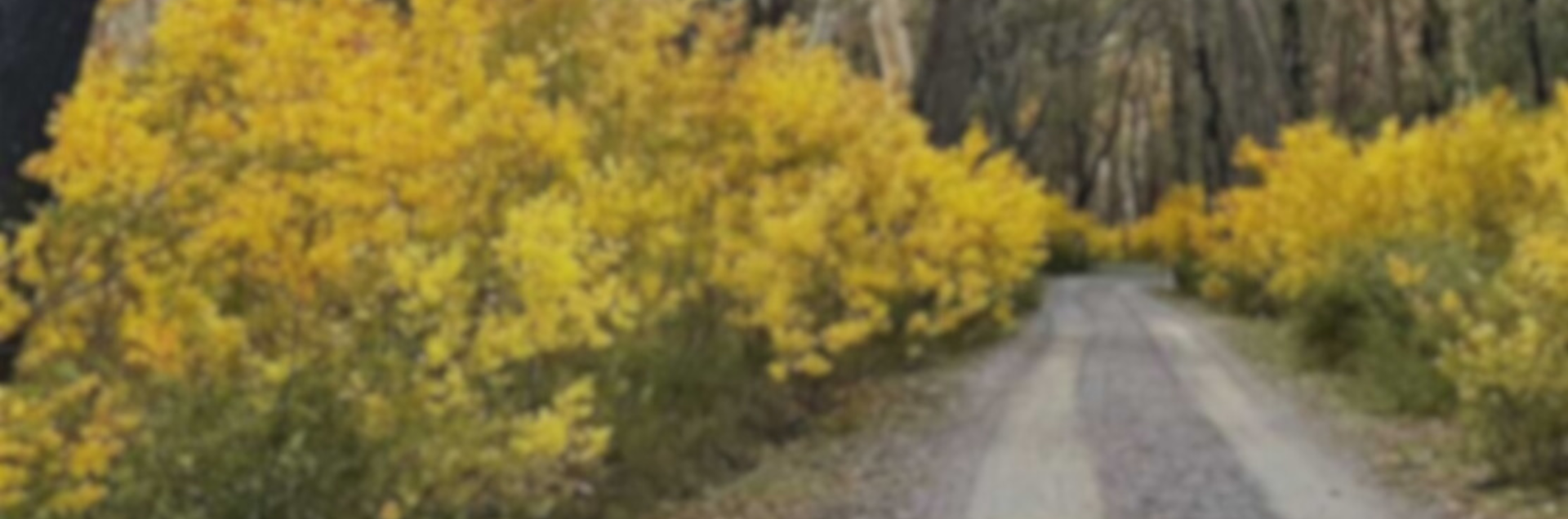 Going Wild in the Highlands
